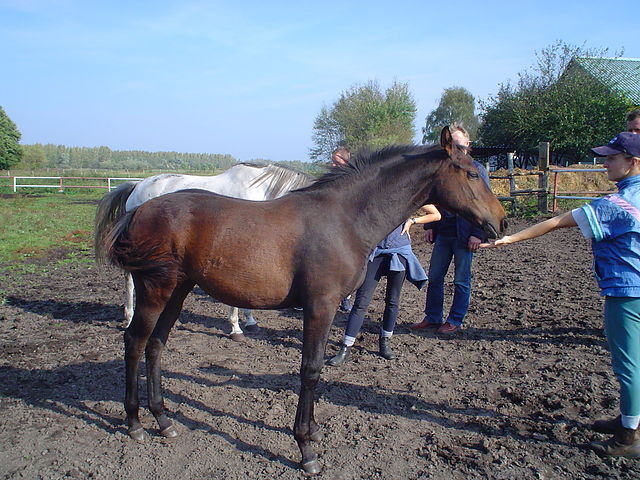 Kortina Kortina